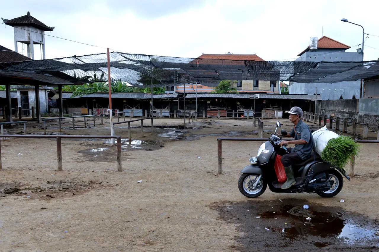Penutupan Pasar Sapi...