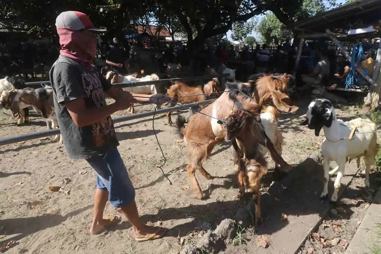 Pasar Hewan di Kota...