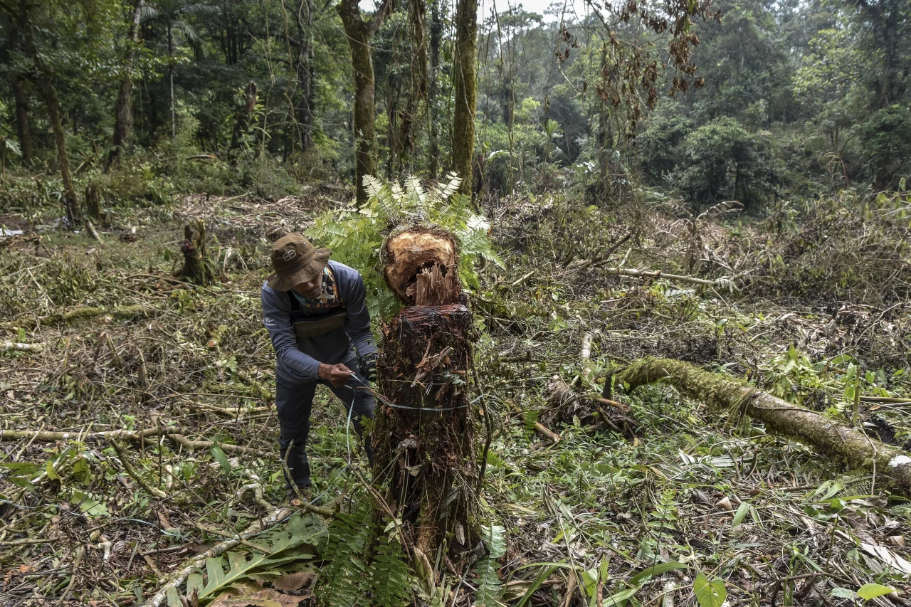Pembalakan Liar di Gunung...