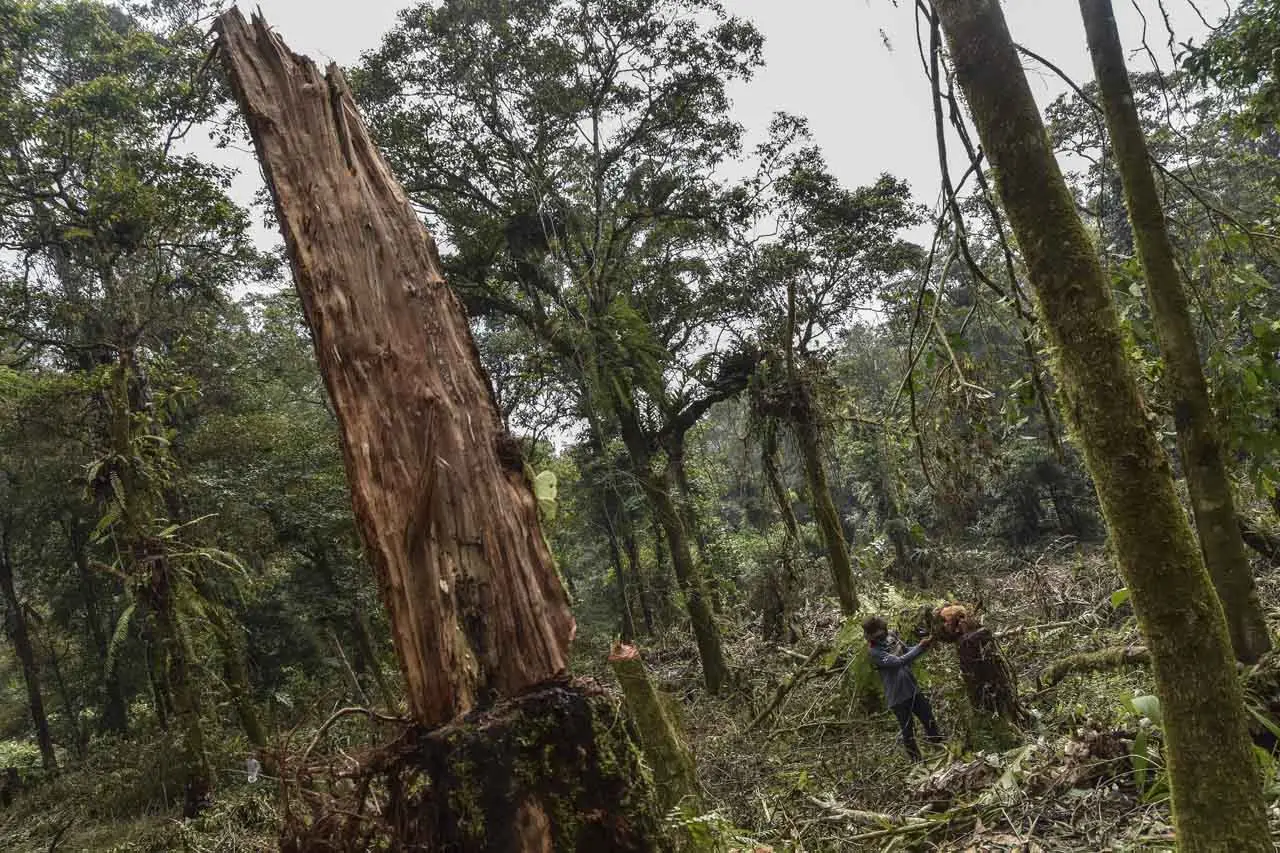 Pembalakan Liar di Gunung...