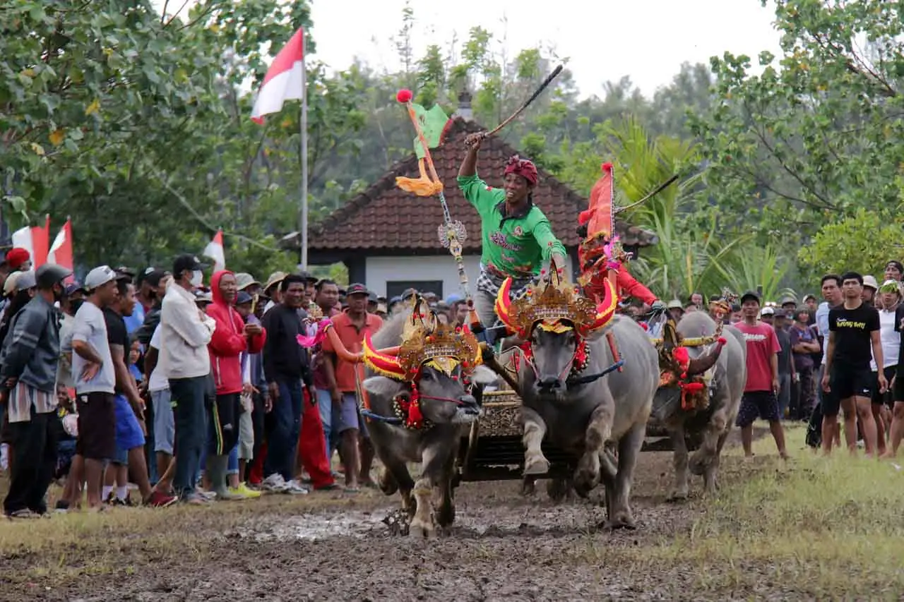 Tradisi Makepung untuk...