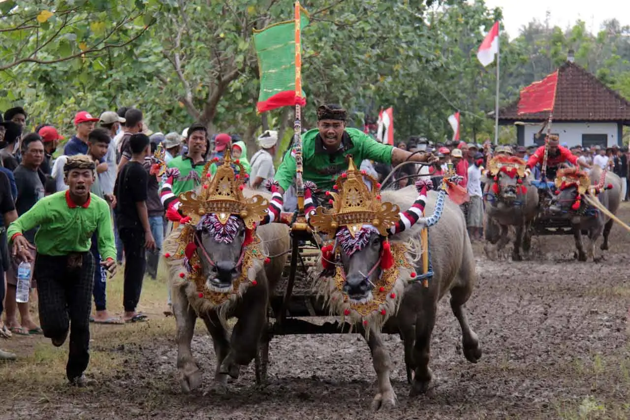 Tradisi Makepung untuk...