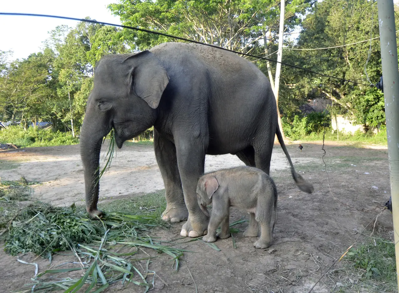 Kelahiran Anak Gajah...