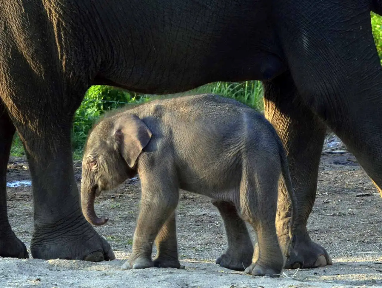 Kelahiran Anak Gajah...