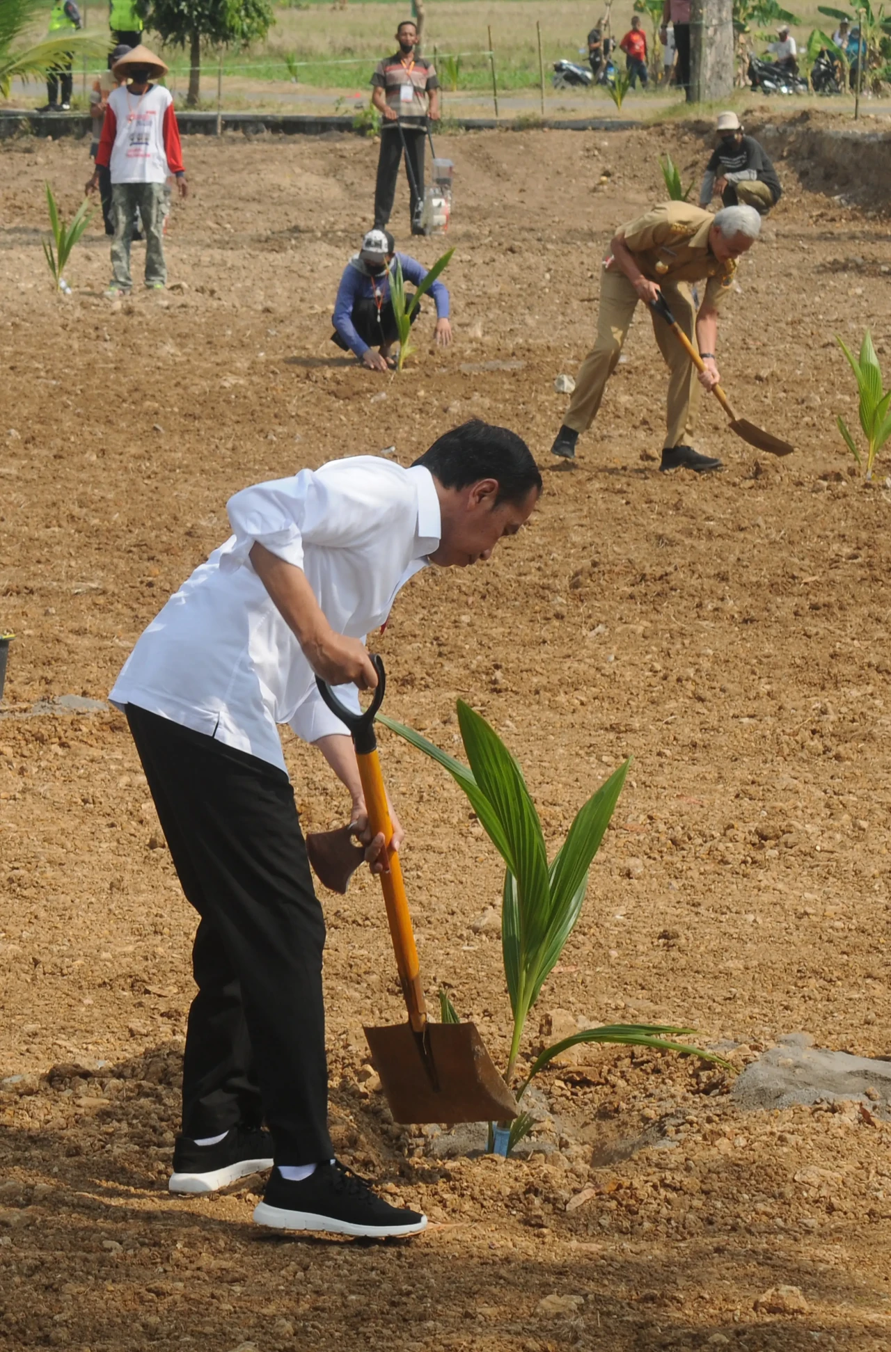 Presiden Jokowi Tanam...