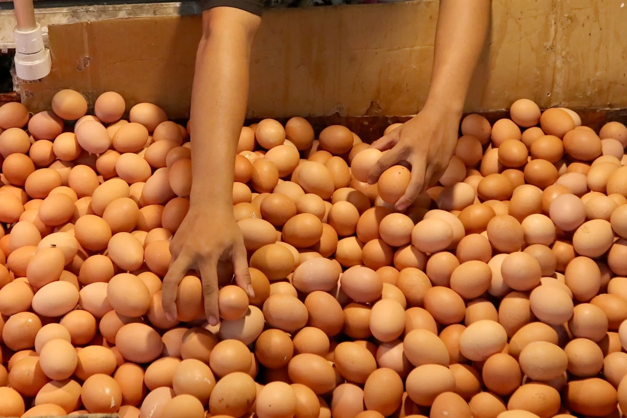Harga Telur Ayam Terus...
