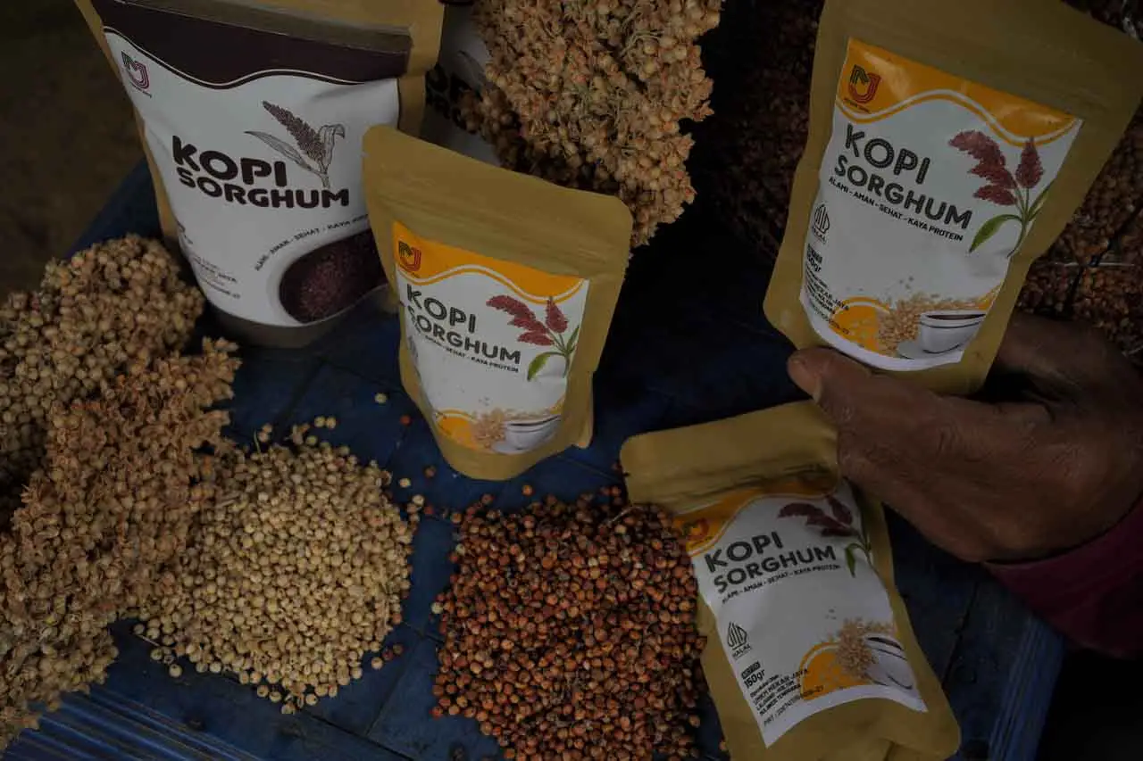 Petani Sorghum Gagal...