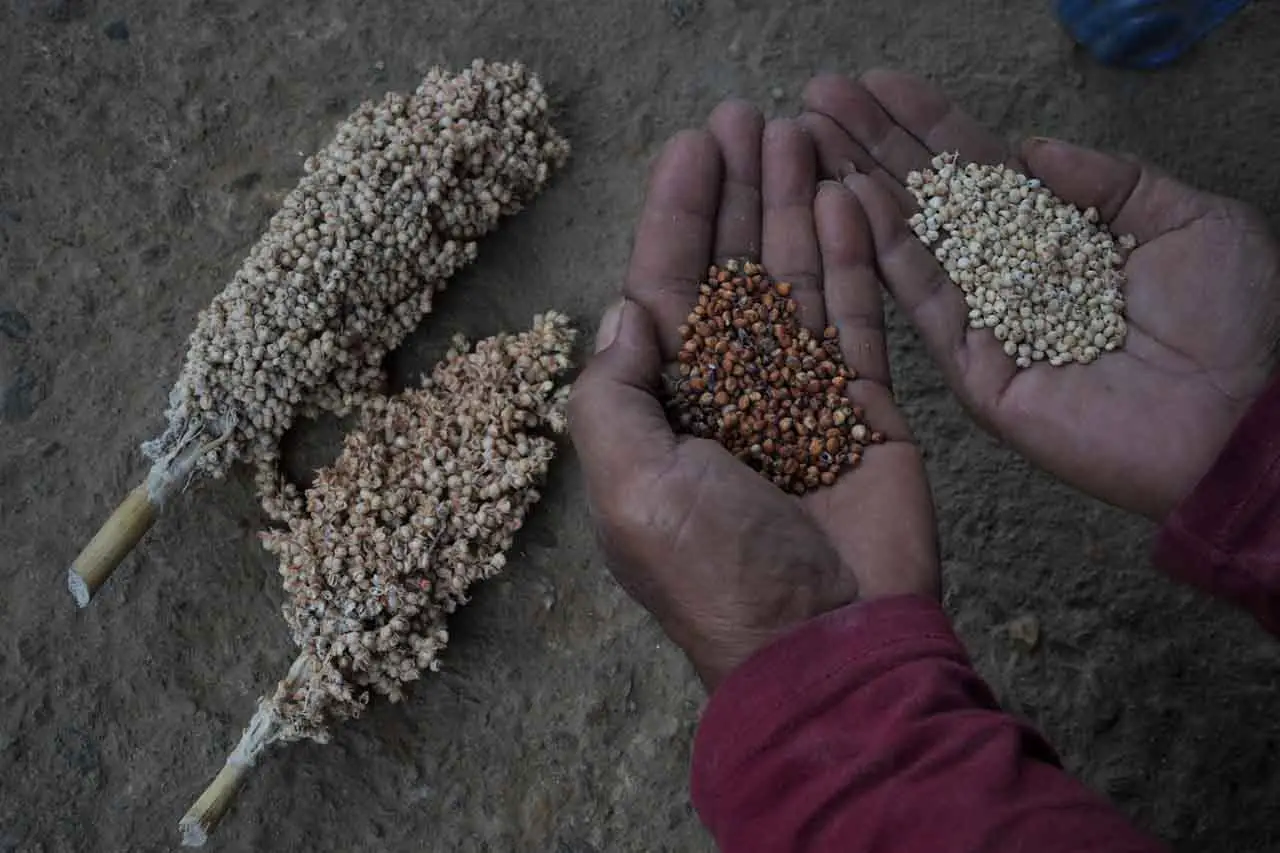 Petani Sorghum Gagal...