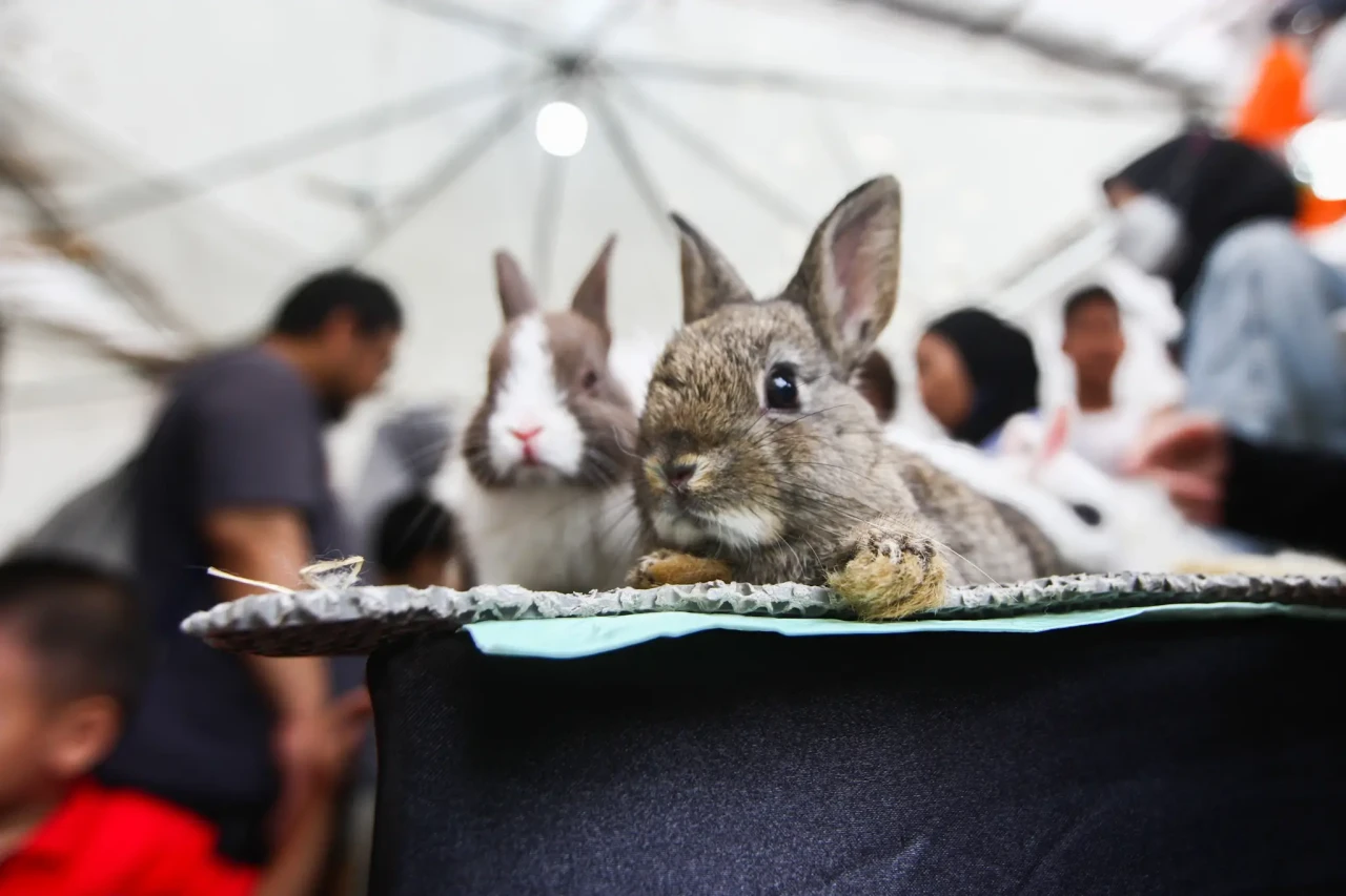 Pameran Flora dan Fauna...