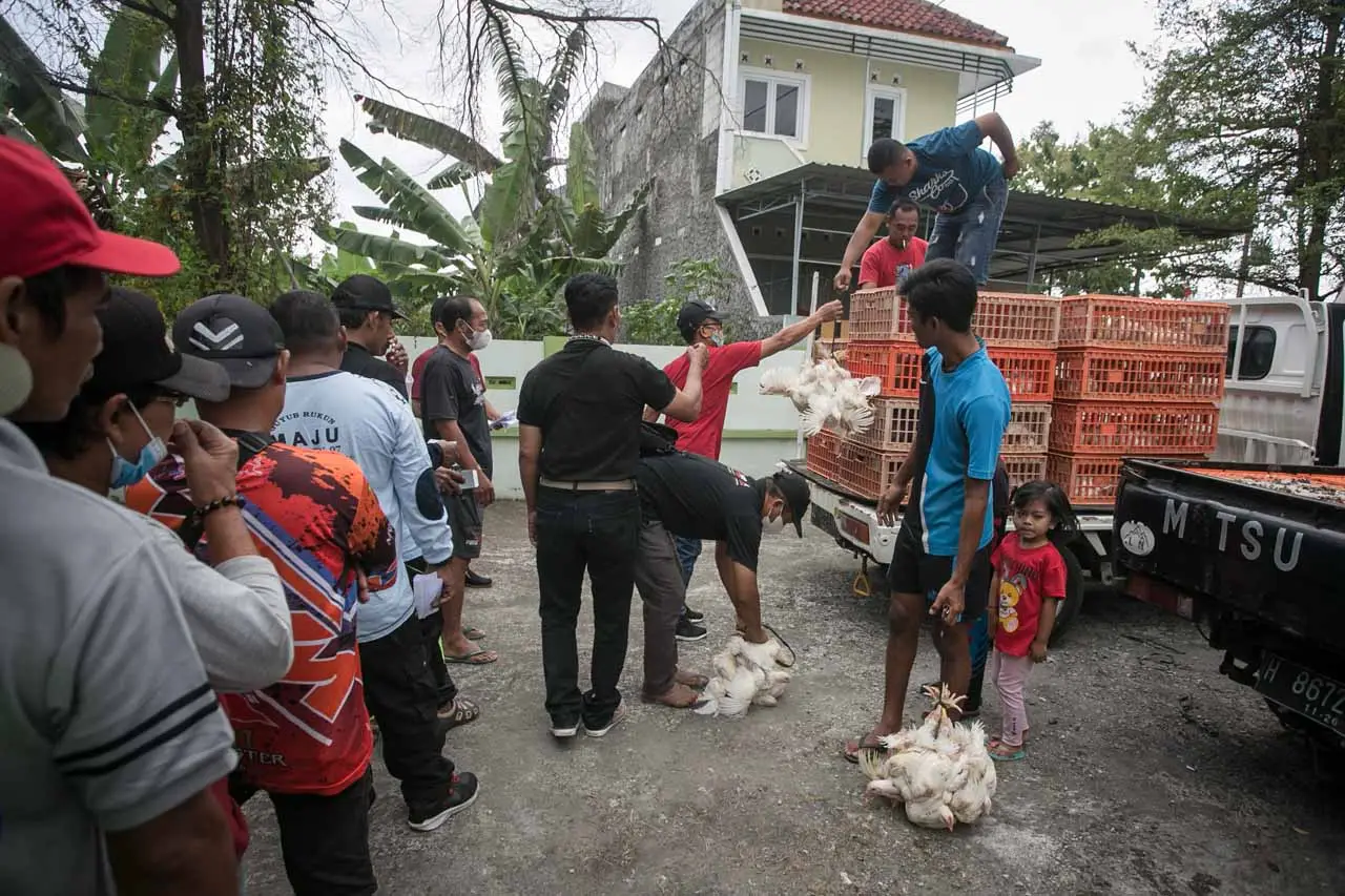 Aksi Bagi-bagi Ayam...