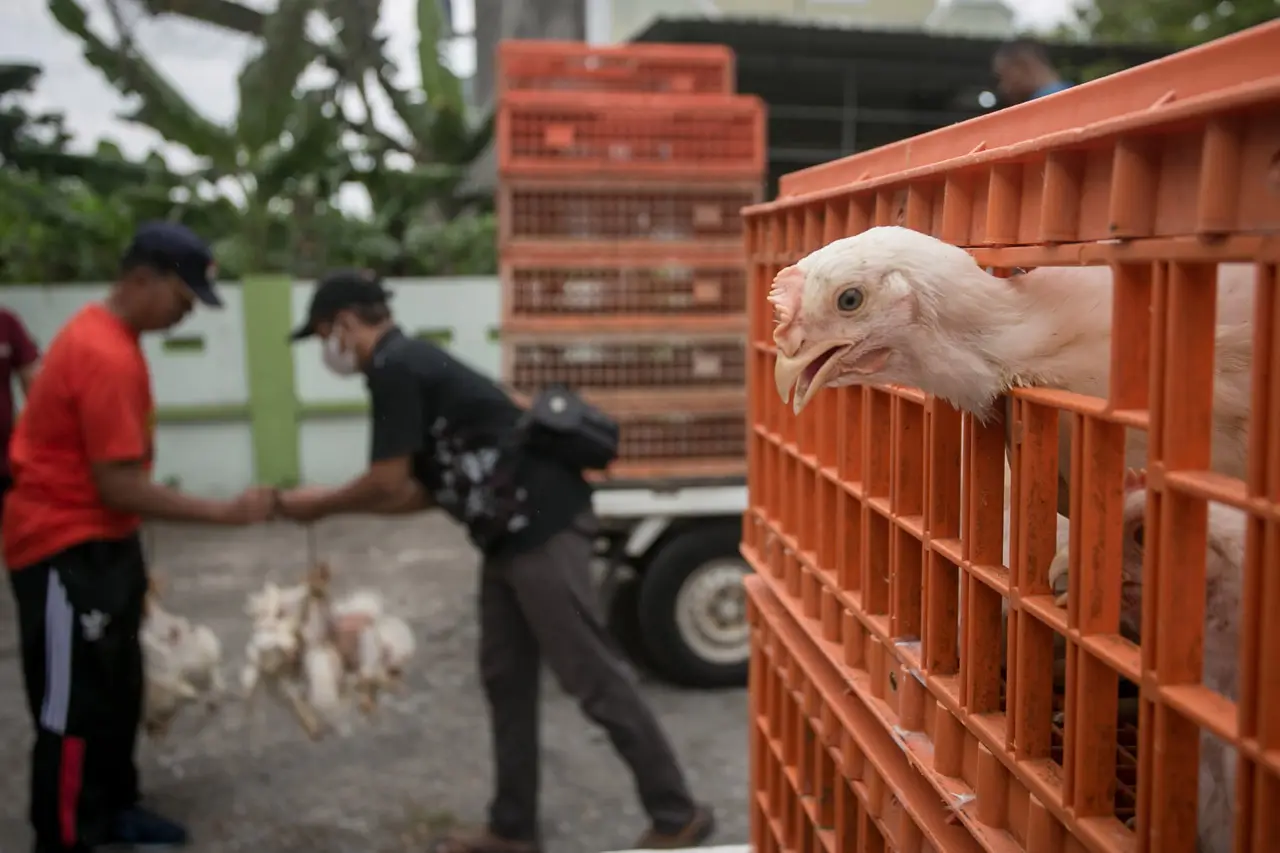 Aksi Bagi-bagi Ayam...