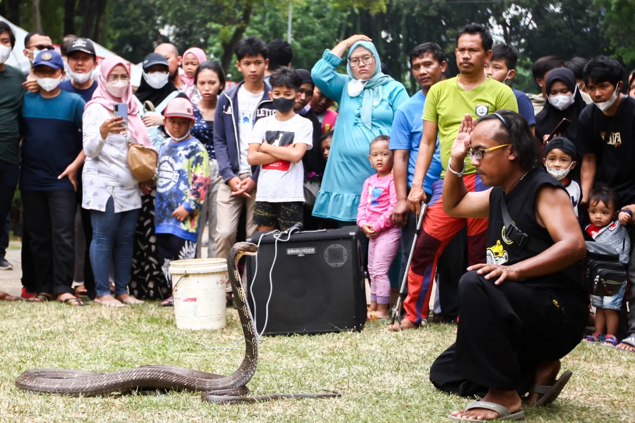 Aksi Nekat Pawang Ular...