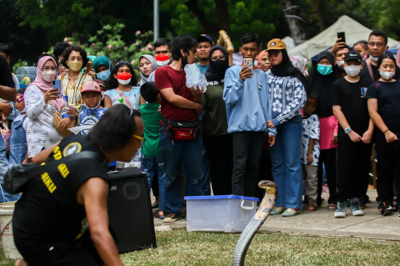 Aksi Nekat Pawang Ular...