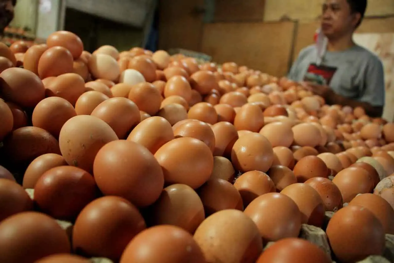 Harga Telur Ayam di...