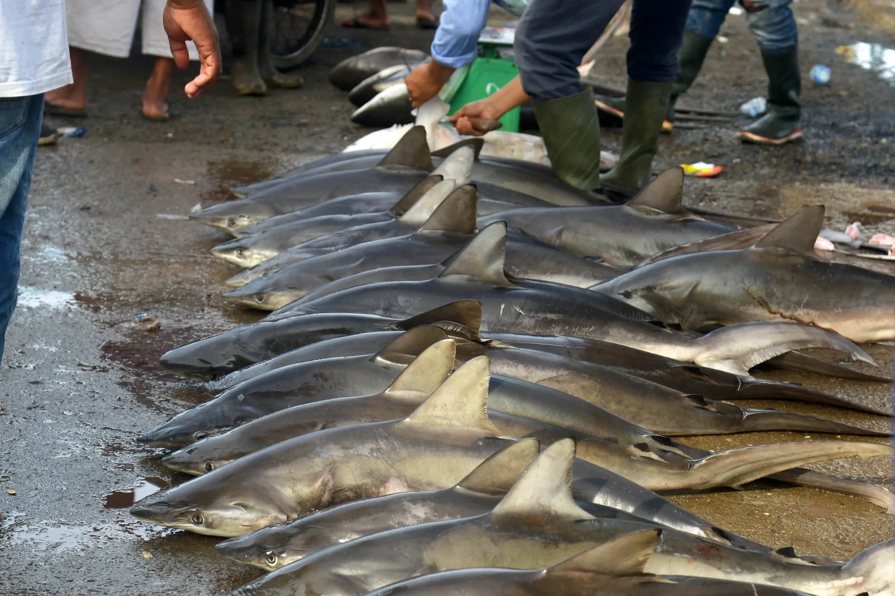 Penangkapan Ikan Hiu...