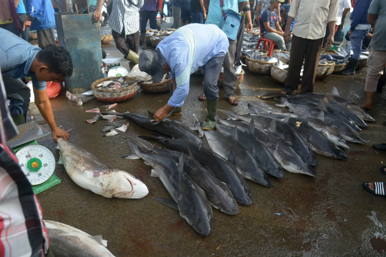 Penangkapan Ikan Hiu...