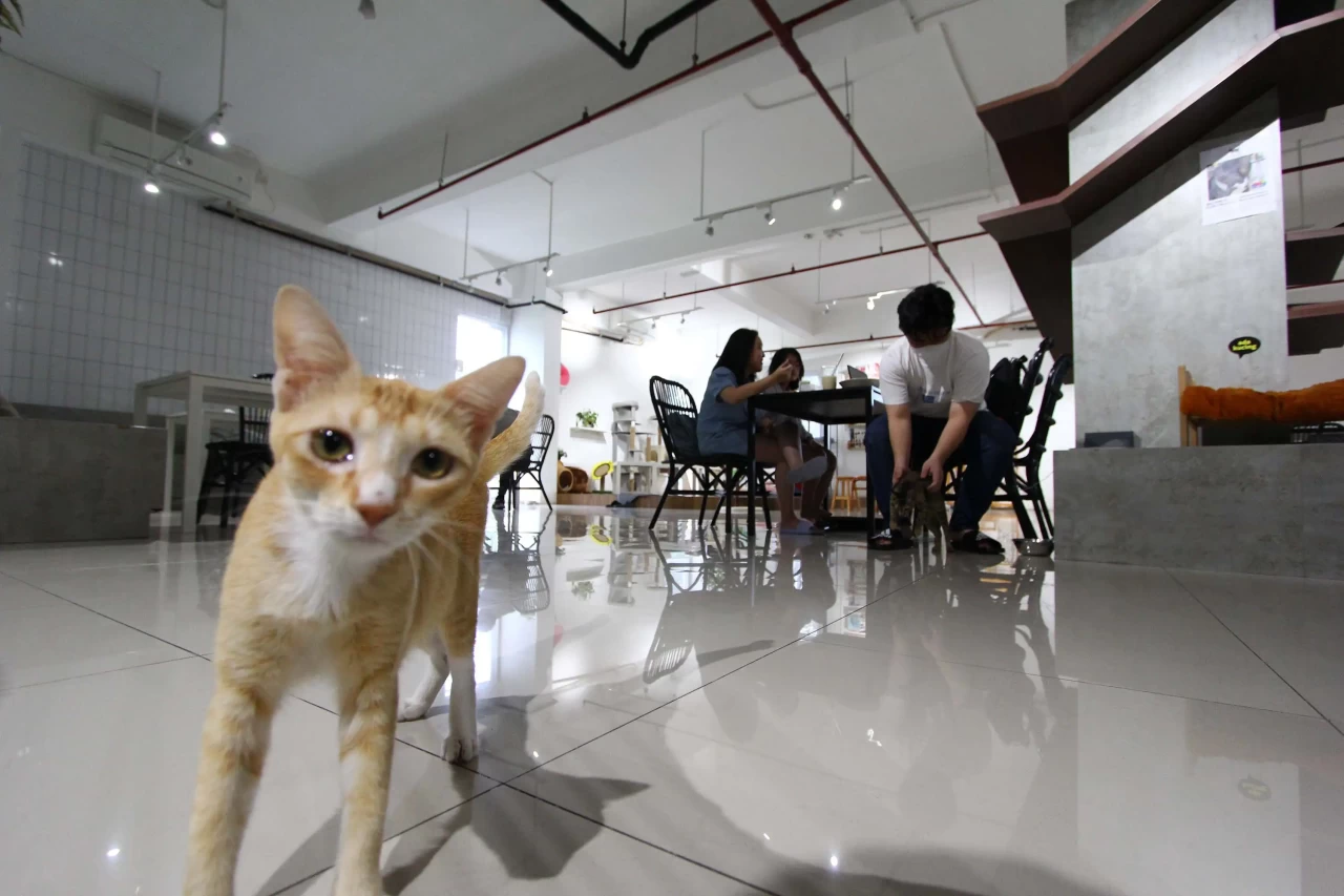 Kafe Pecinta Kucing...