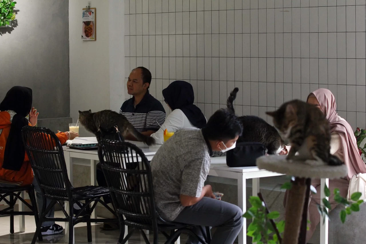 Kafe Pecinta Kucing...