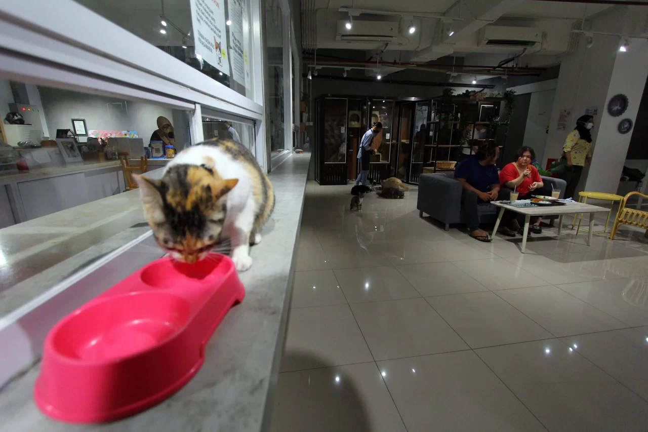 Kafe Pecinta Kucing...