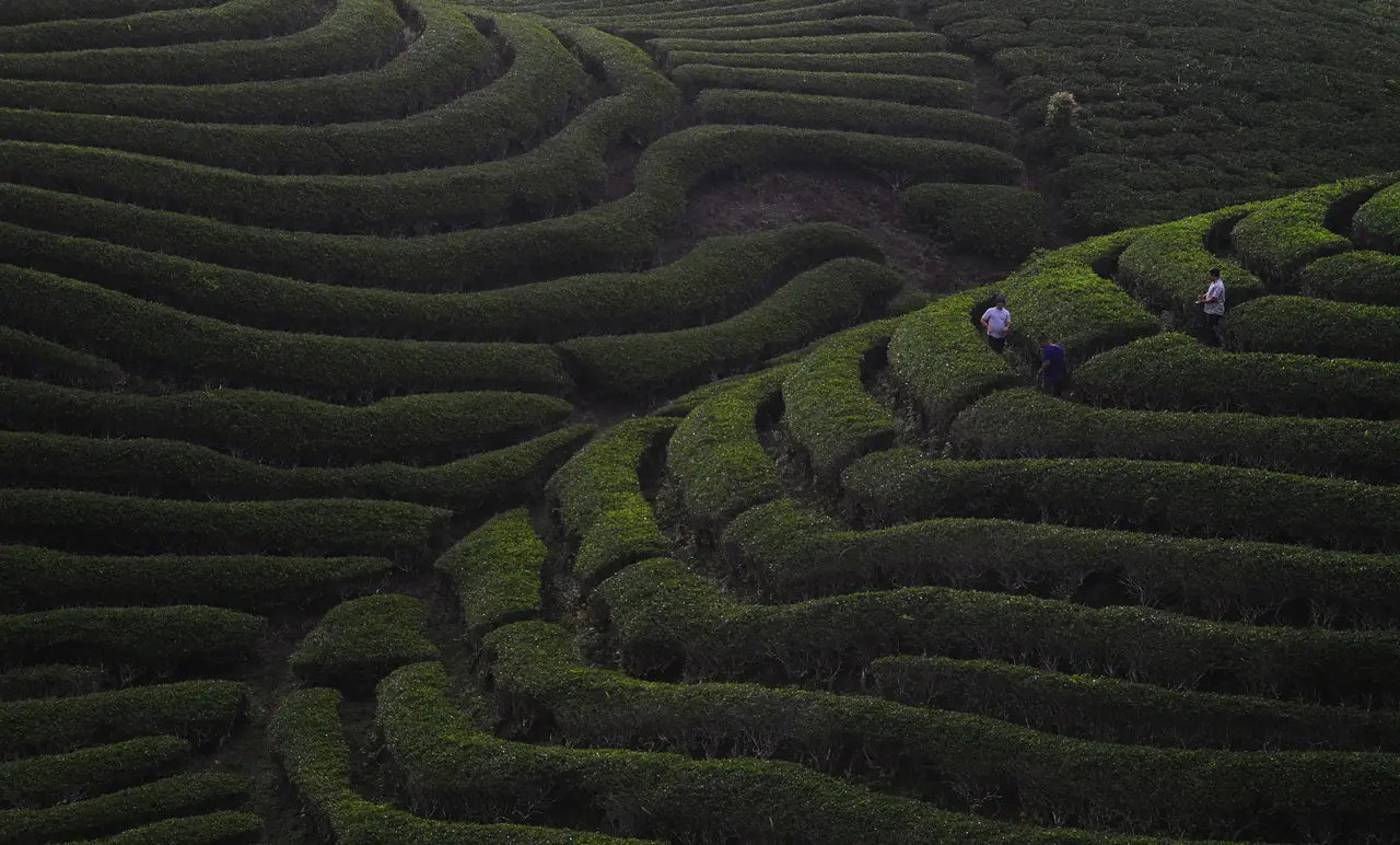 Menikmati Pesona Kebun...