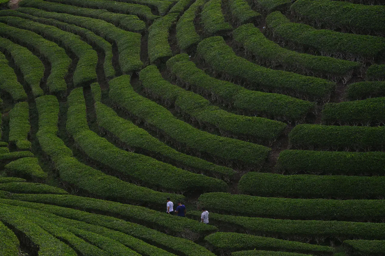 Menikmati Pesona Kebun...