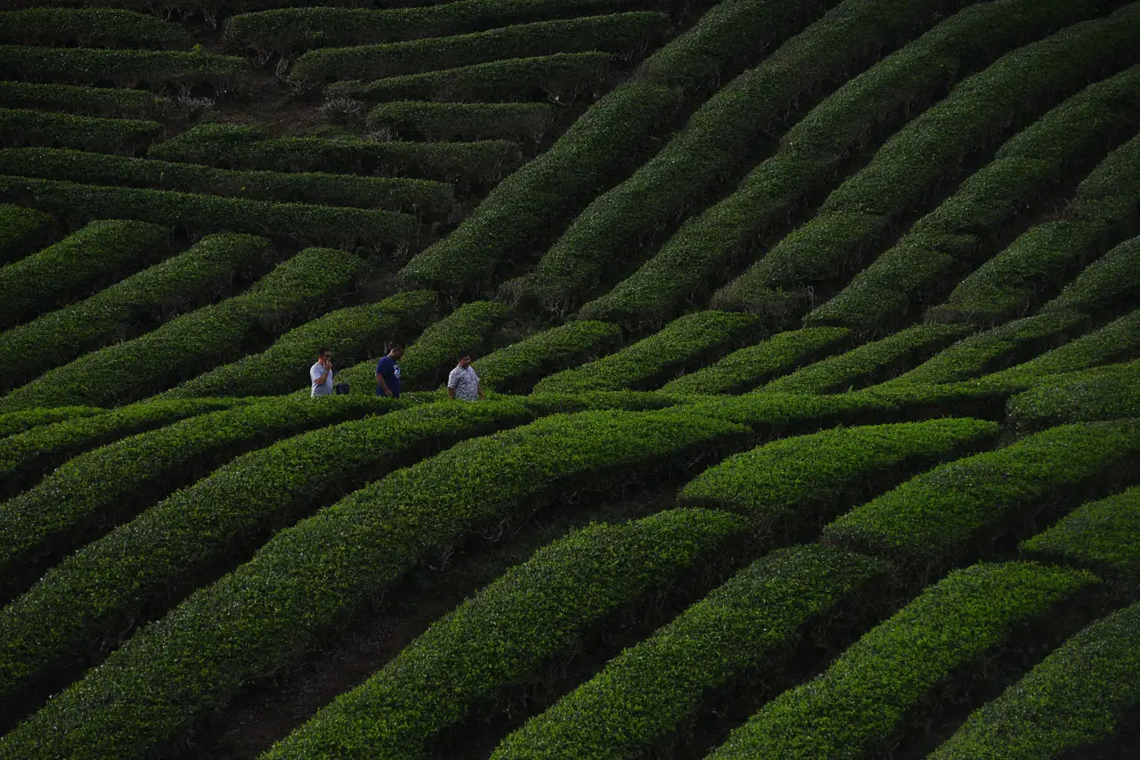 Menikmati Pesona Kebun...