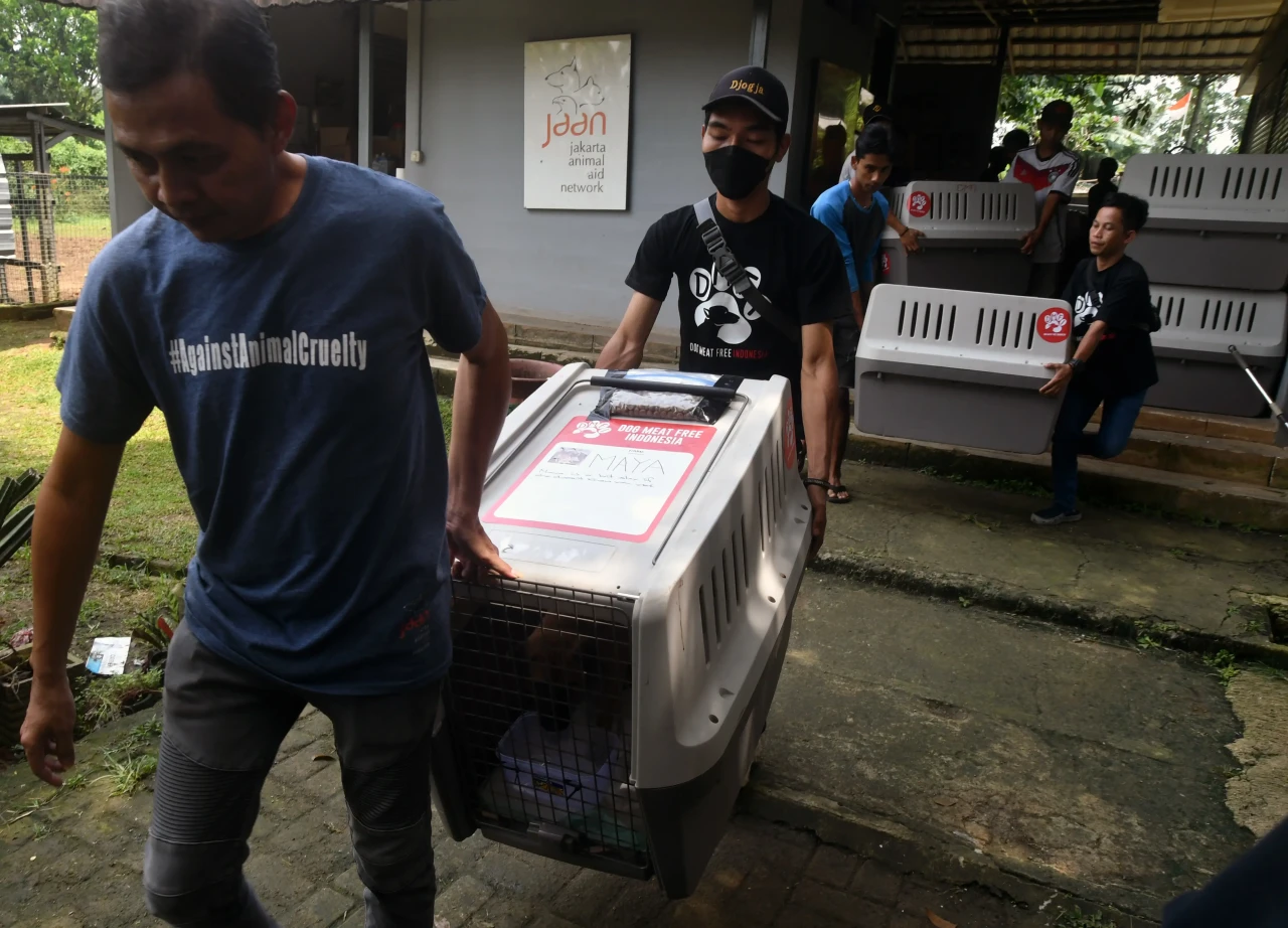 Pengiriman Anjing untuk...
