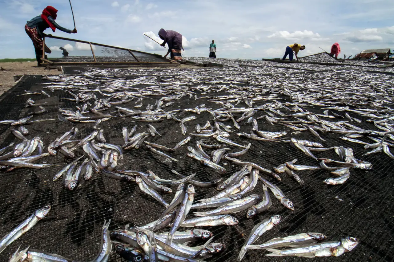 Produksi Ikan Kering...