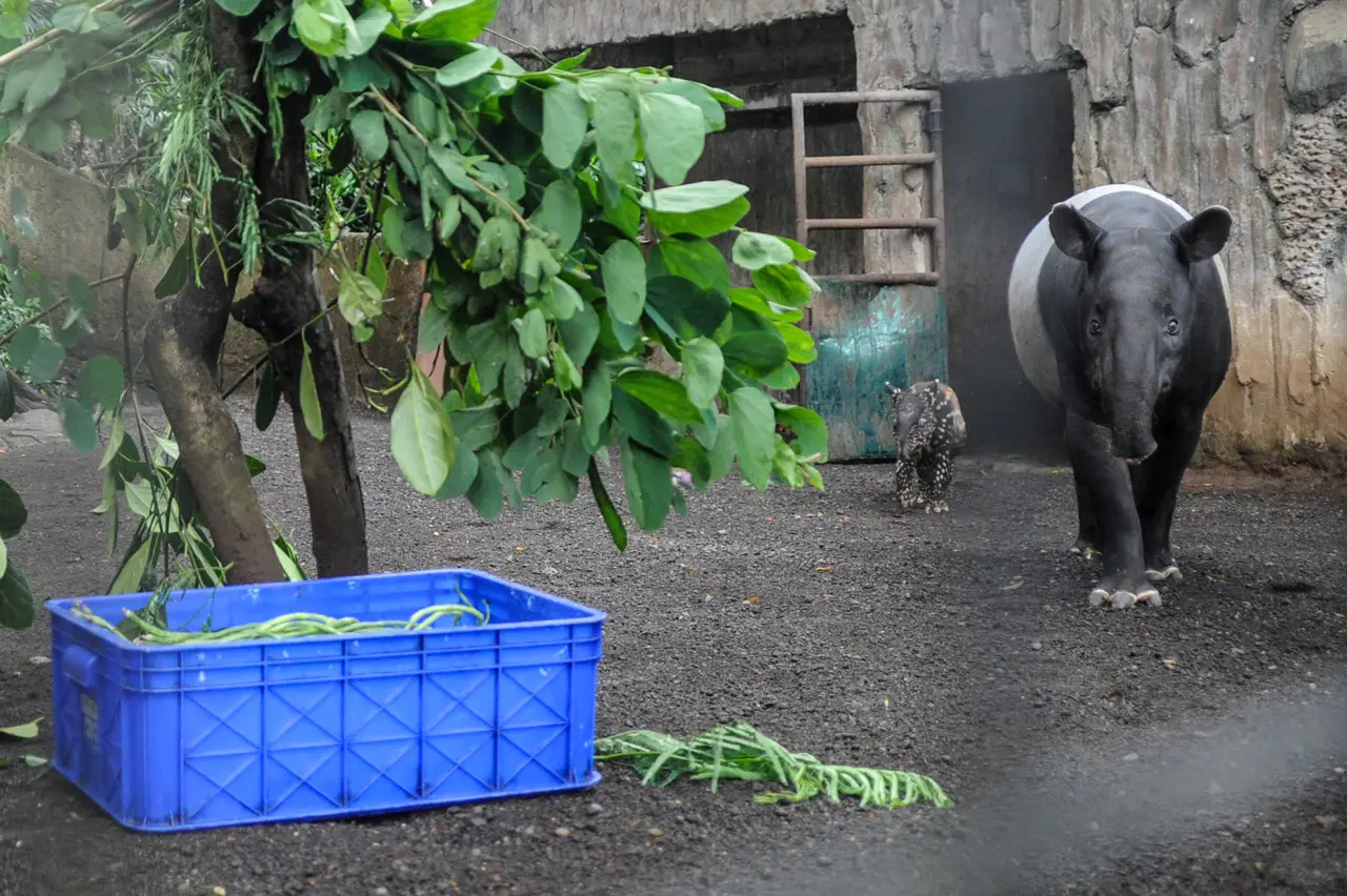 Kelahiran Bayi Tapir...