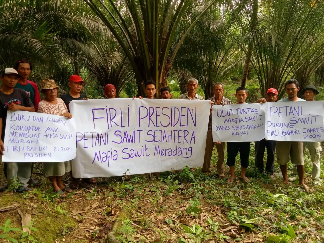 Petani Sawit Bangka...