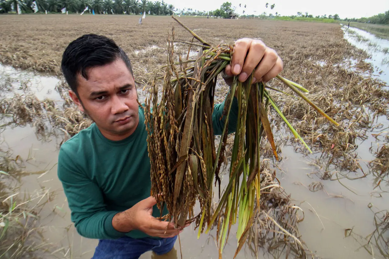 Petani Gagal Panen Usai...