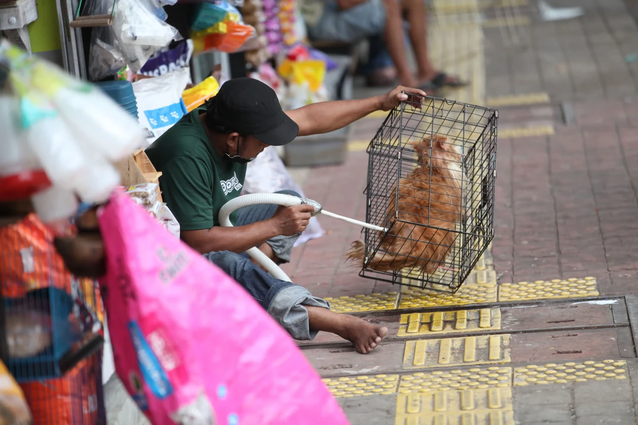Wajah Baru Pasar Hewan...
