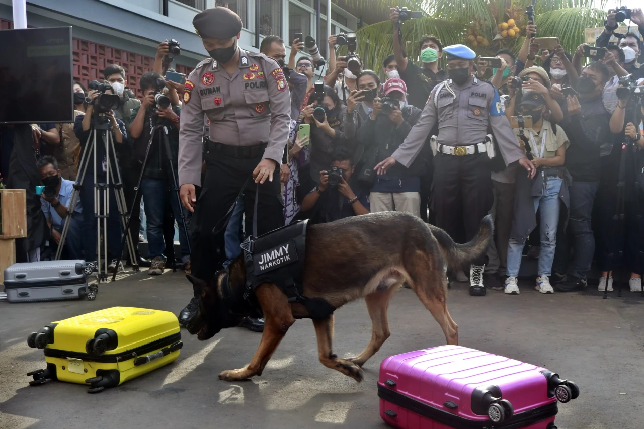 Melihat Aksi Anjing...