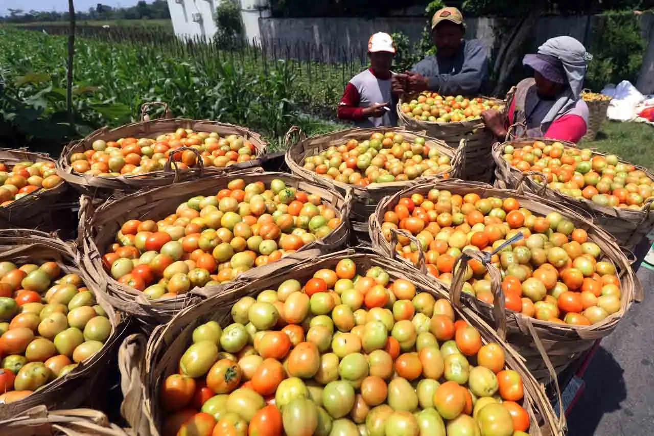 Harga Tomat di Tingkat...