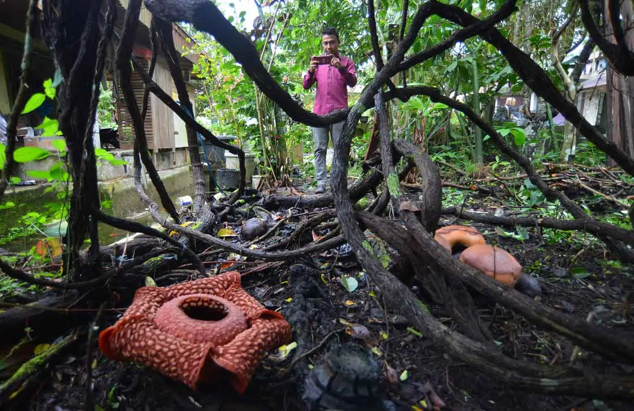 Wisata Bunga Rafflesia...