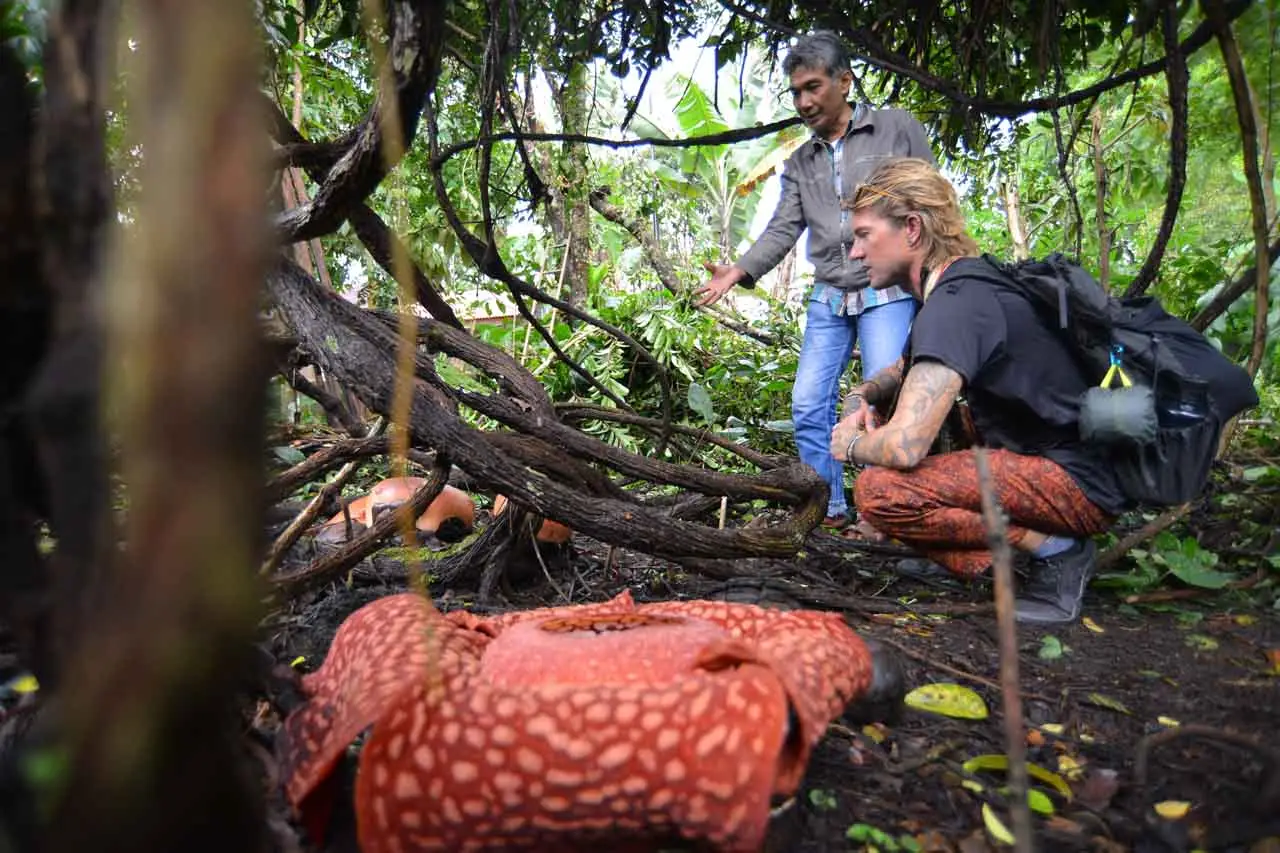 Wisata Bunga Rafflesia...