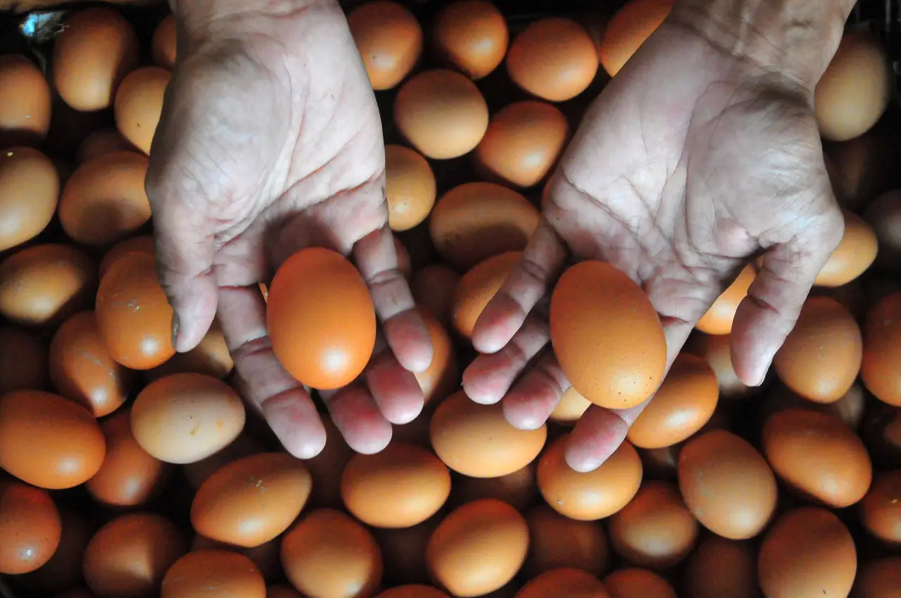 Harga Telur Ayam di...