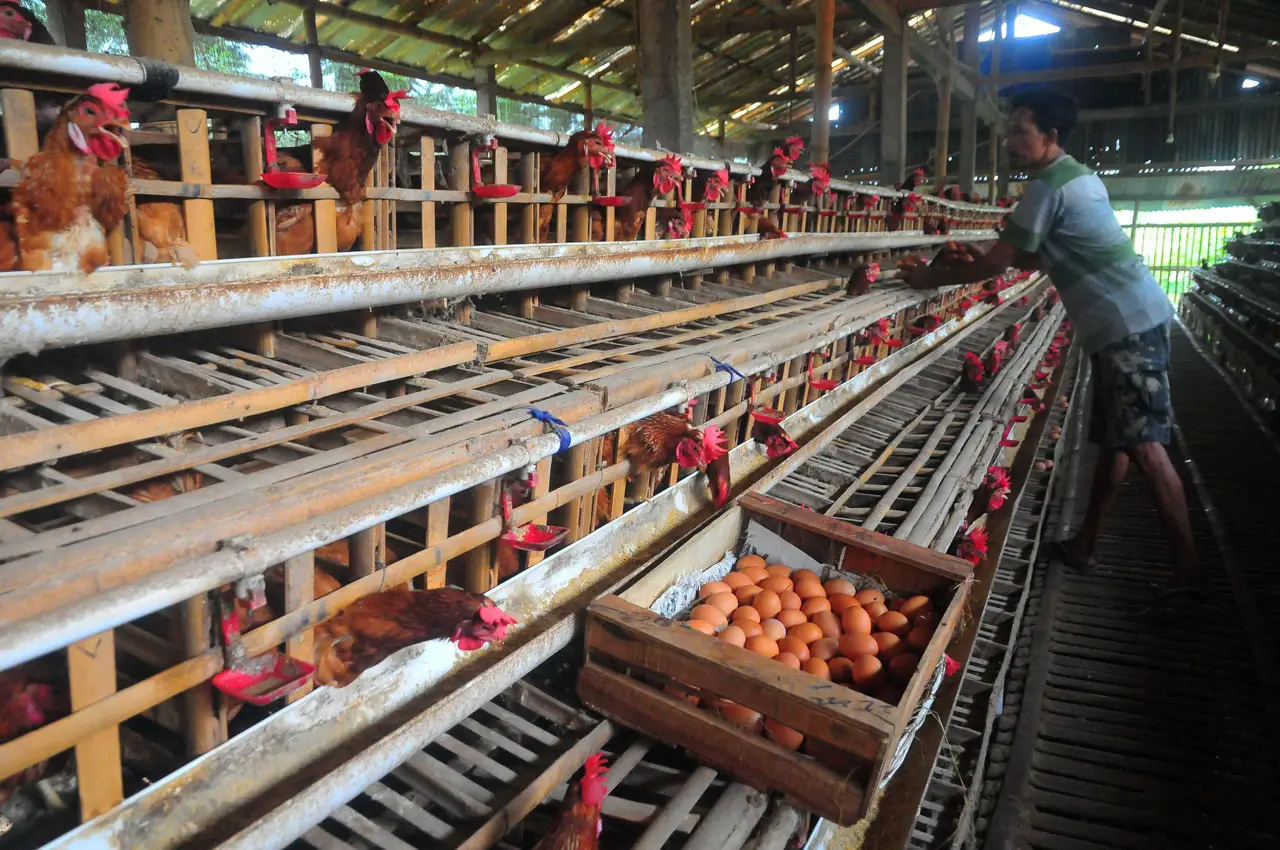 Harga Telur Ayam di...