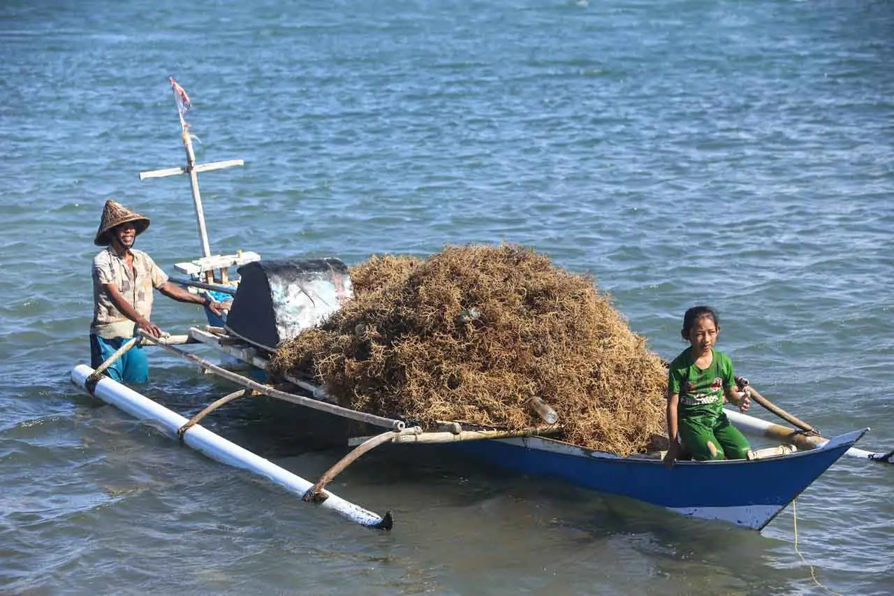 Panen Rumput Laut di...
