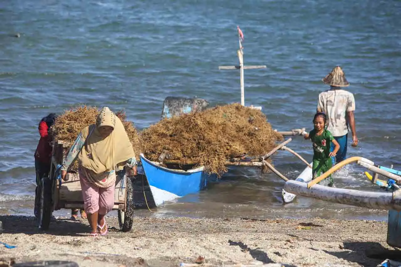 Panen Rumput Laut di...