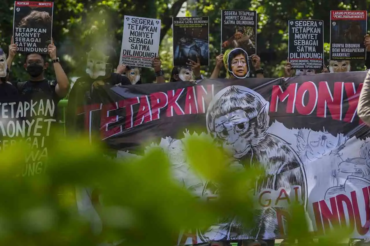 Aksi Dukung Monyet Sebagai...