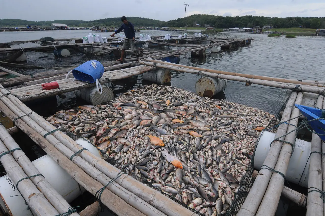 Ribuan Ikan Keramba...
