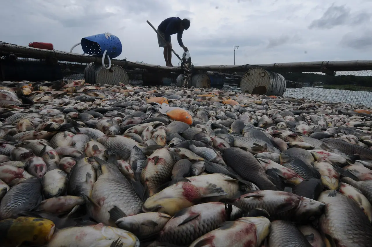 Ribuan Ikan Keramba...