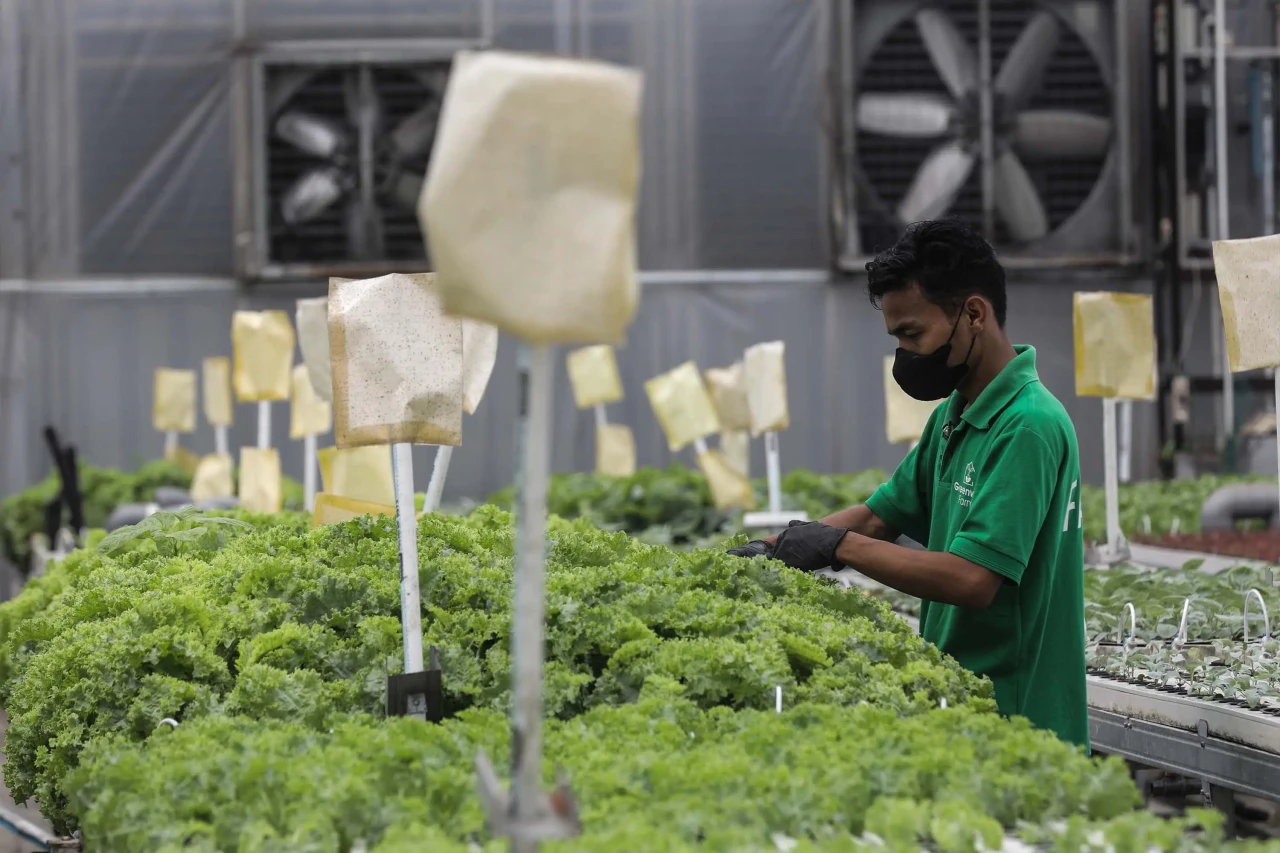 Melihat Kebun Hidroponik...