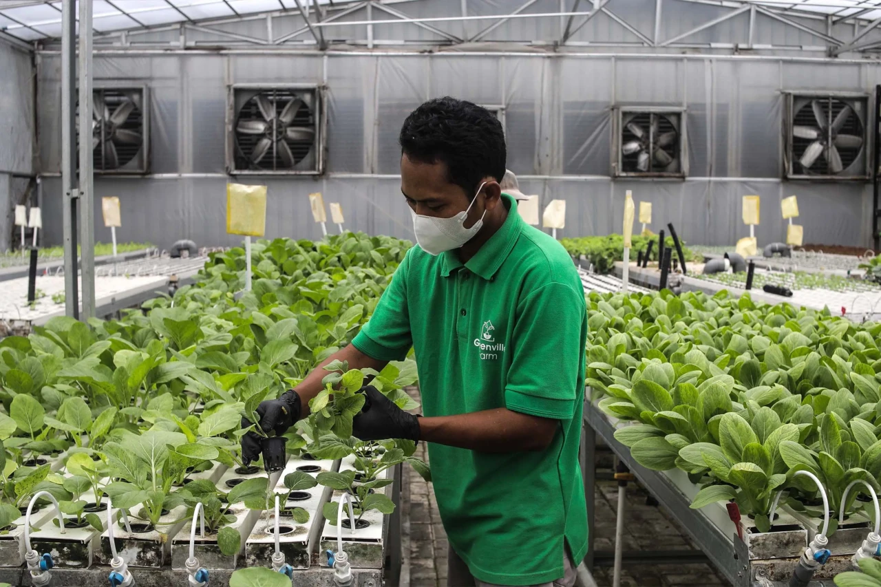 Melihat Kebun Hidroponik...
