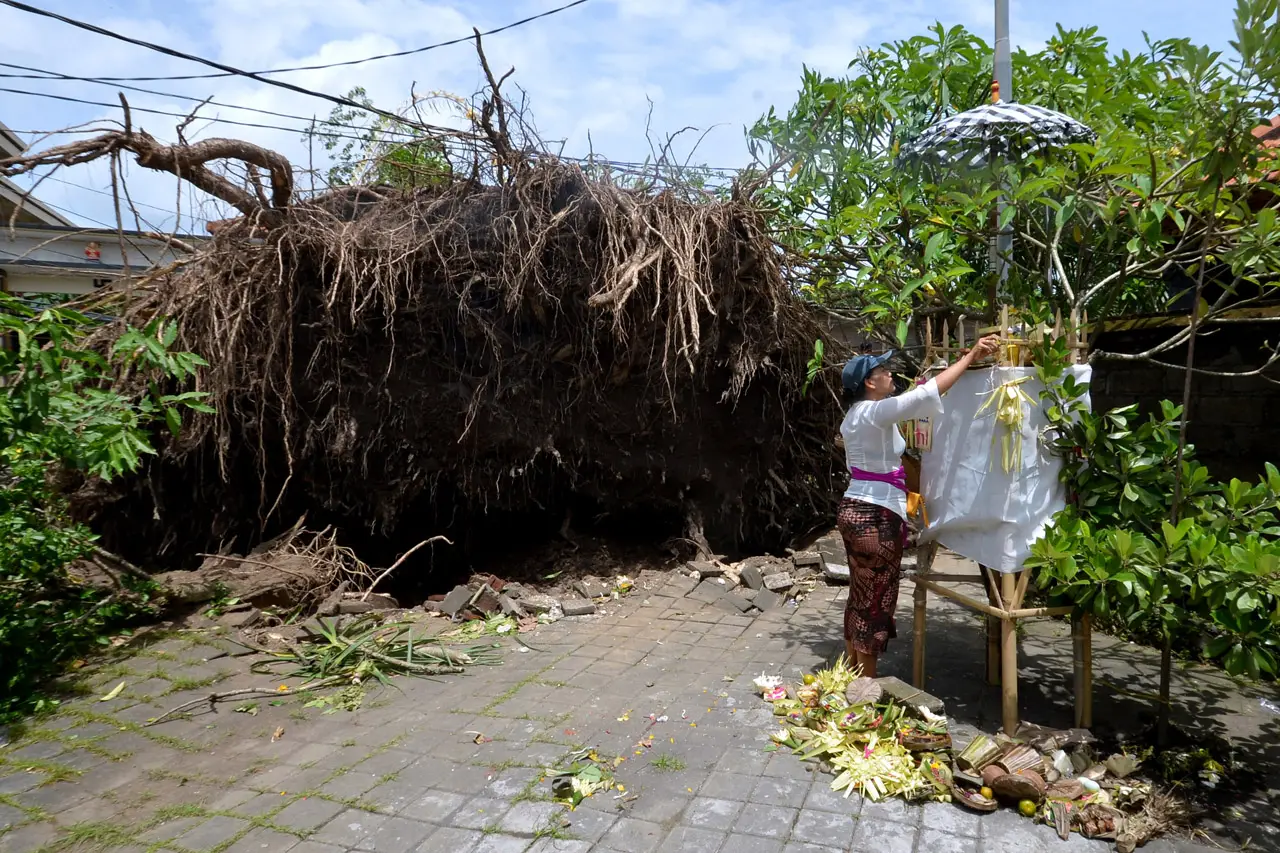 Pohon Tumbang Akibat...