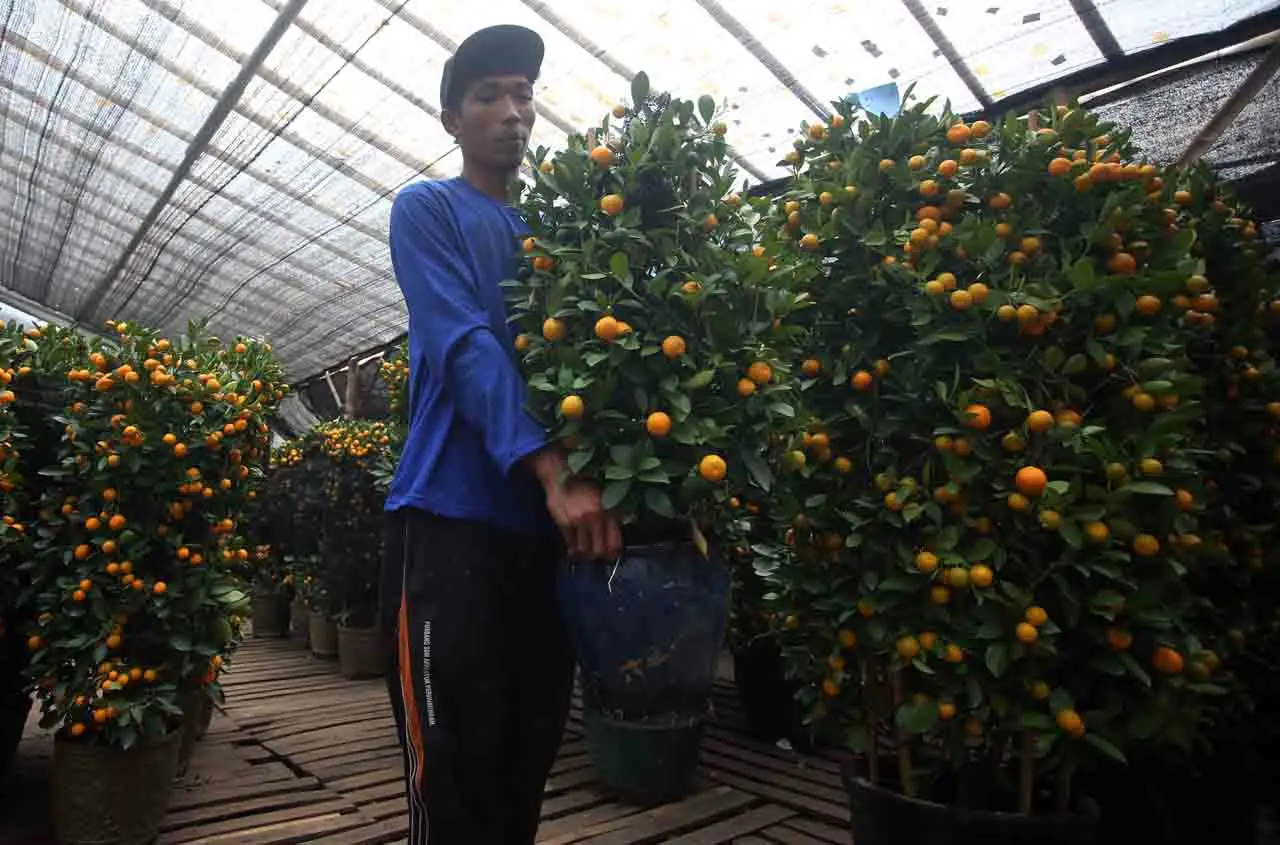 Jelang Imlek, Pohon...