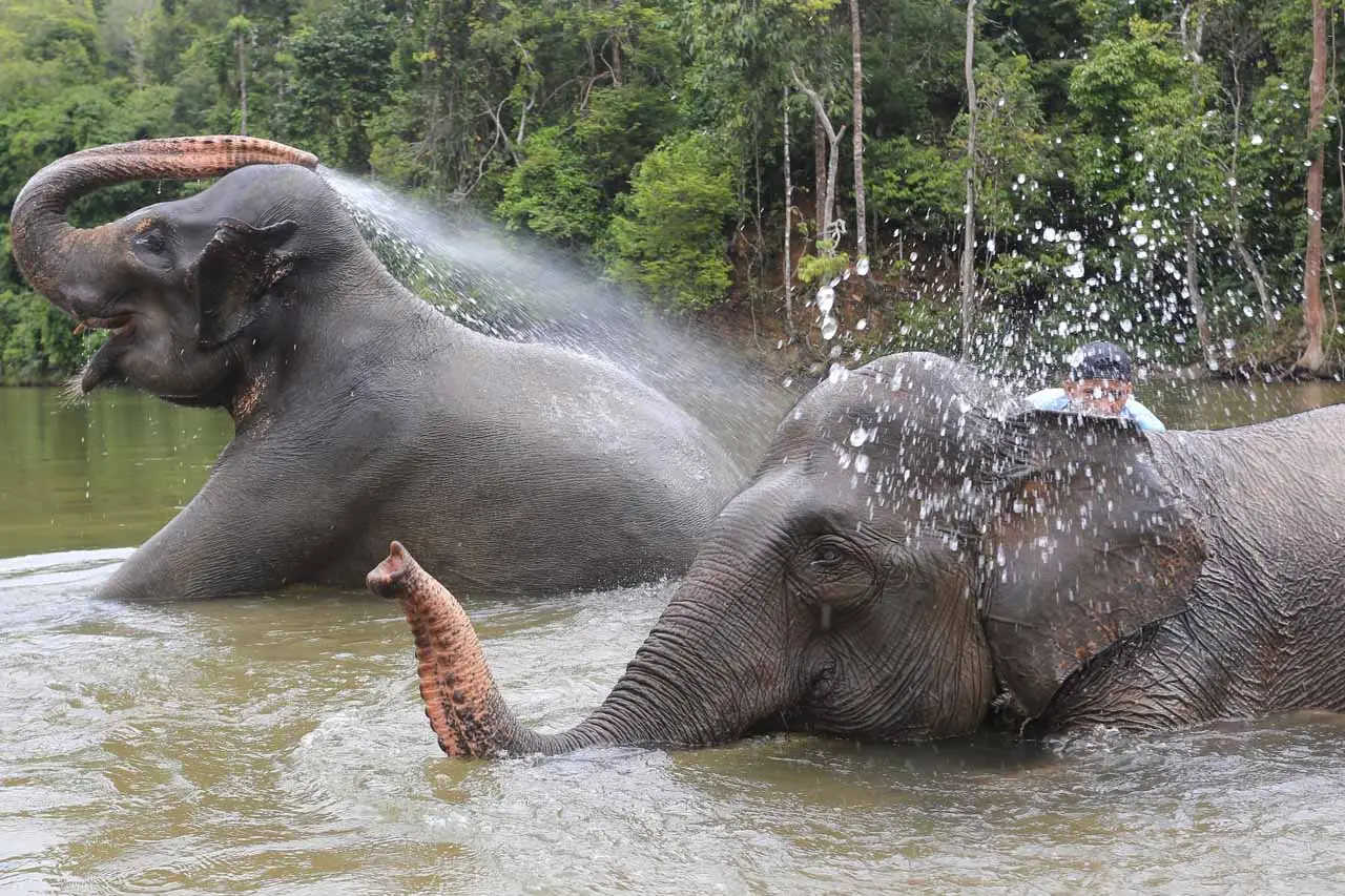 Wisata Gajah Jinak Sumatera...