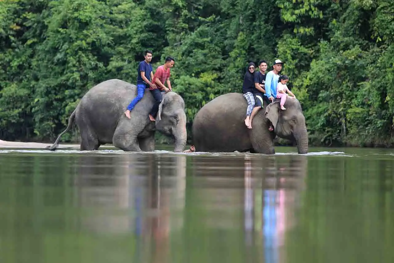 Wisata Gajah Jinak Sumatera...