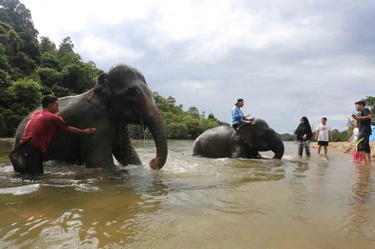 Wisata Gajah Jinak Sumatera...